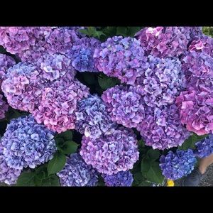 Meet your Posher, Chau